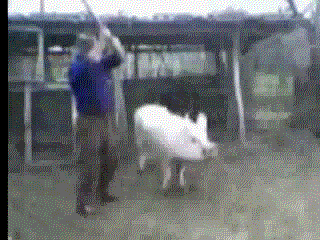 89364057cochons-tues-gif.gif