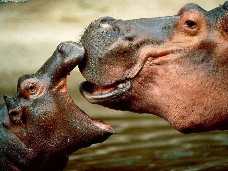 Hippopotamus-Kiss.jpg
