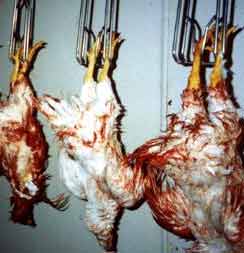 chickenhung.jpg